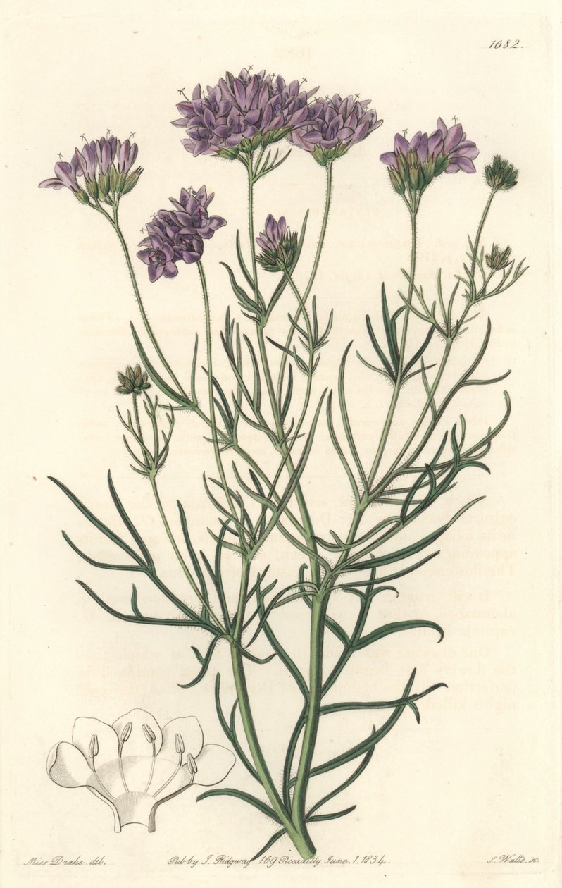 Gilia de California, del Registro Botánico de Sydenham Teast Edwards
