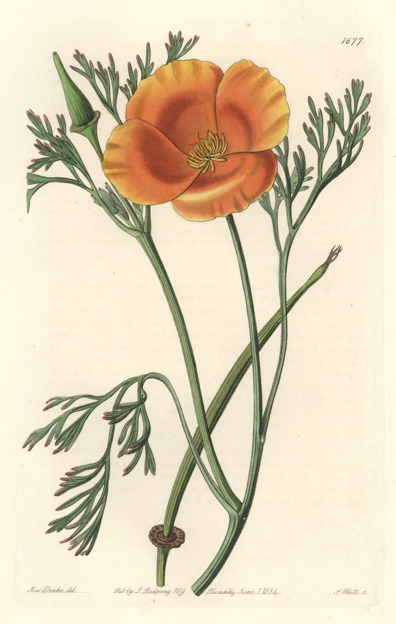 Amapola de California o amapola americana de Sydenham Teast Edwards