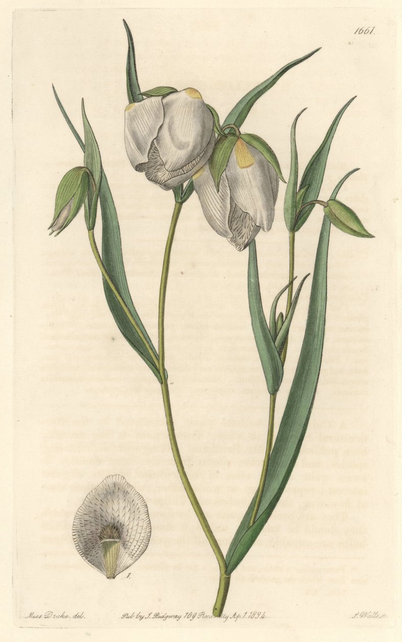 Calochorte (mariposa) o cyclobothre de flores blancas, nativo de California, del Botanical Register de Sydenham Teast Edwards
