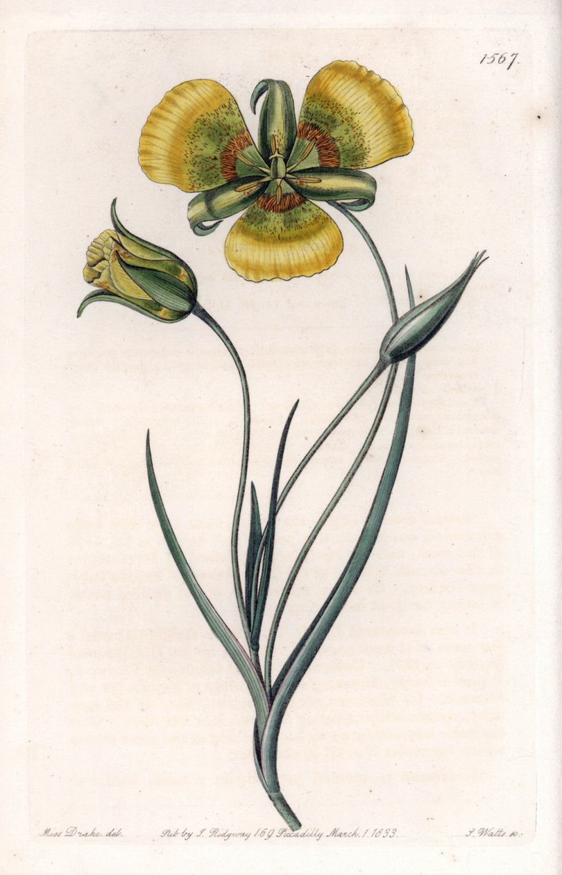 Calochortus con grandes flores amarillas - Placa grabada por S.Watts, de una ilustración de Sarah Anne Drake, del Botanical Register de Sydenham Edwards de Sydenham Teast Edwards