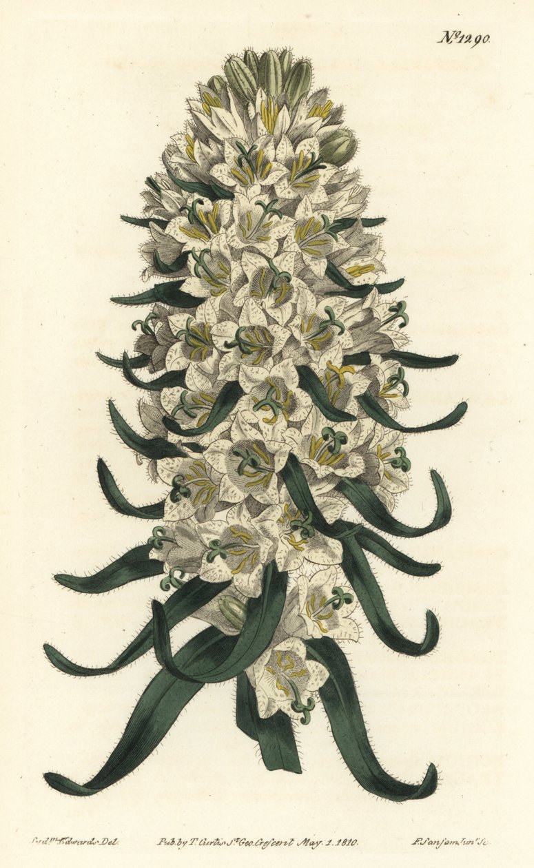 Campanula tiene flores hermosas - Campanula speciosa (Campanula de espiga larga, Campanula thyrsoidea). Grabado en cobre a mano coloreado por F. Sansom Jr. después de una ilustración de Sydenham Edwards del Botanical Magazine de William Curtis, Londres de Sydenham Teast Edwards