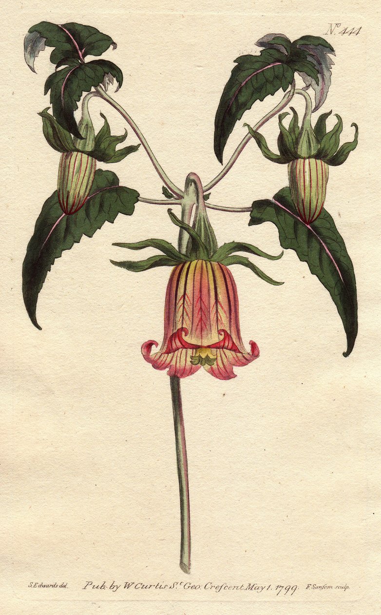Campanilla canaria, flor en forma de campana caída, amarilla con venas rosadas, originaria de las Islas Canarias - del Registro Botánico de Sydenham Teast Edwards