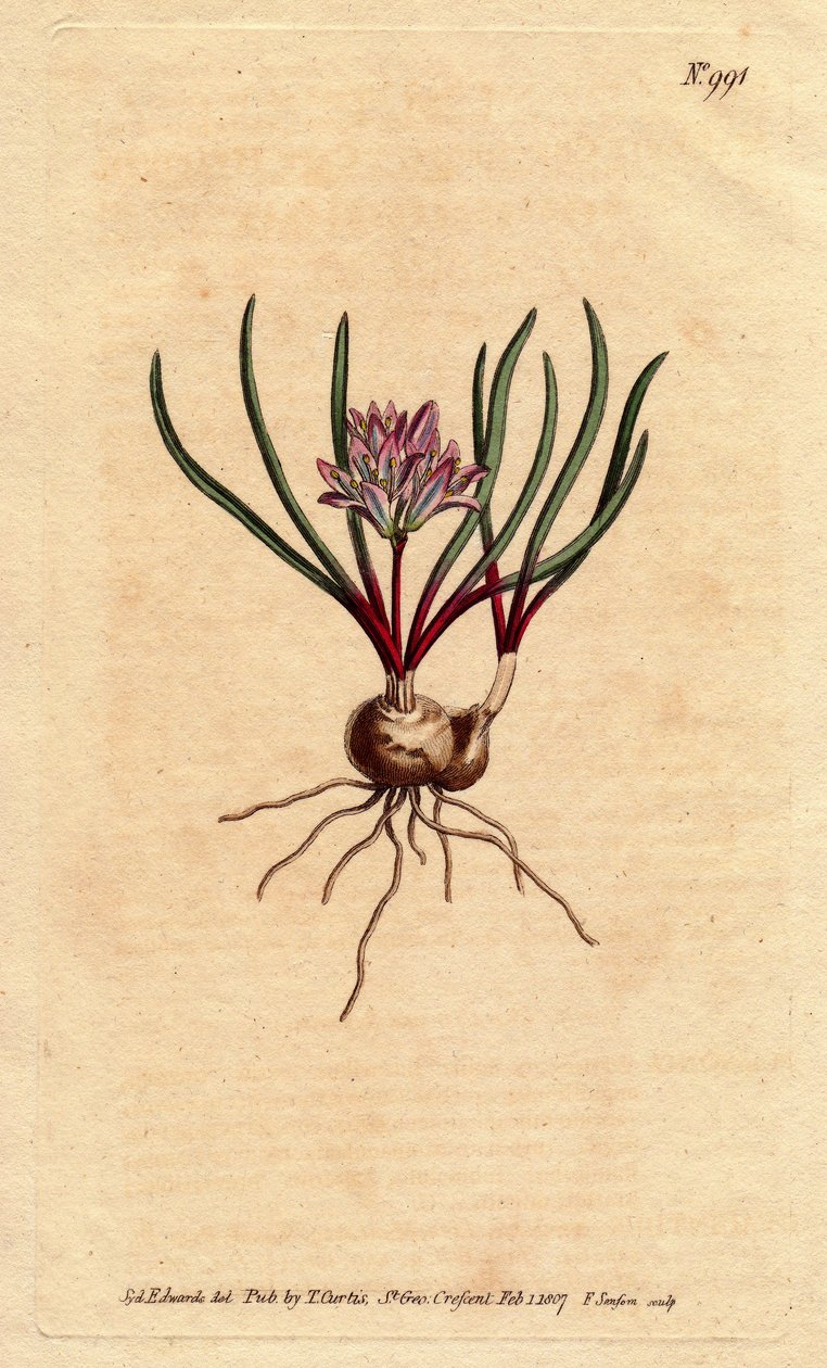 Jacinto del Cabo, con bulbo, hojas escarlata y flor rosa pálida - del Registro Botánico de Sydenham Teast Edwards