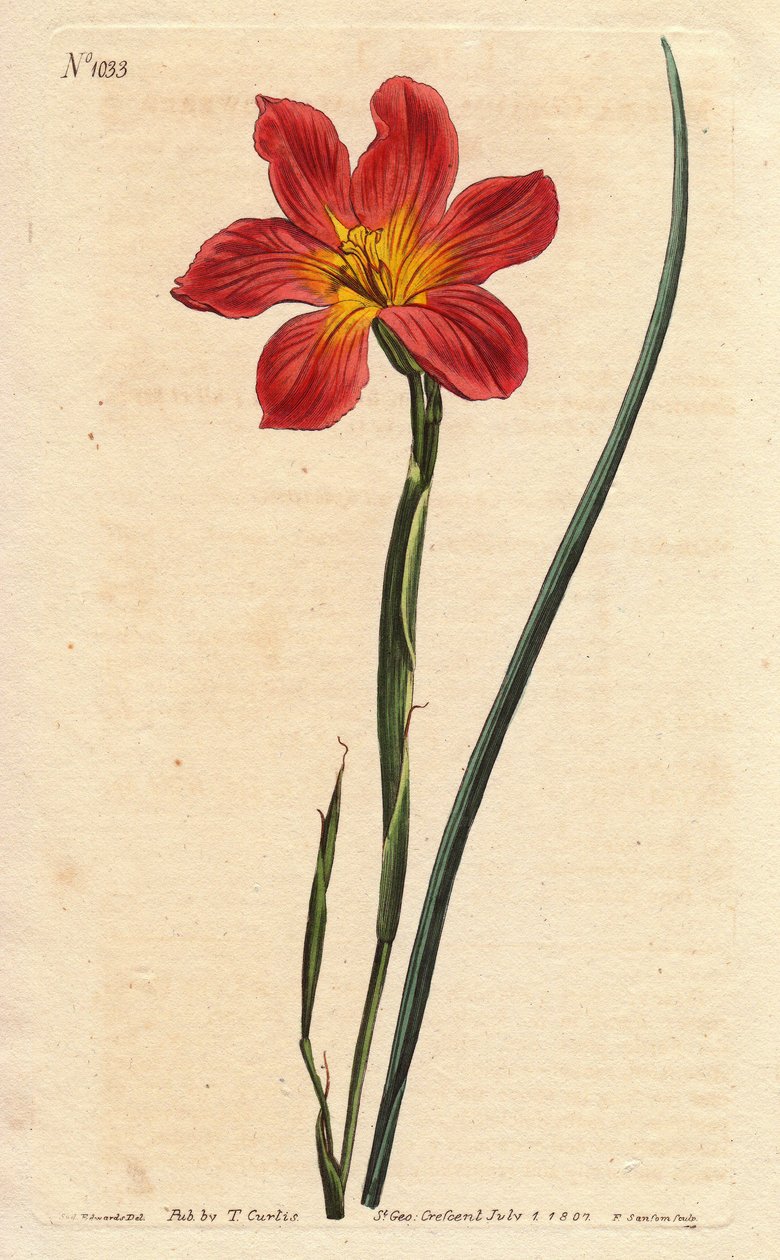 Homeria collina (Moraea collina). Grabado en cobre coloreado a mano de una ilustración botánica de Sydenham Edwards de la Revista Botánica de William Curtis de Sydenham Teast Edwards