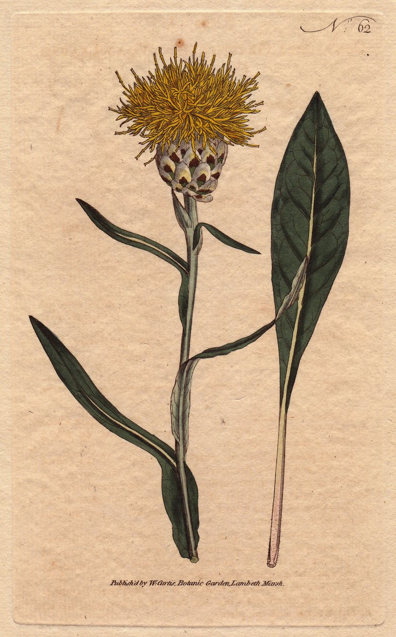 Centaurea de hoja de pastel, Centaurea glastifolia de Sydenham Teast Edwards