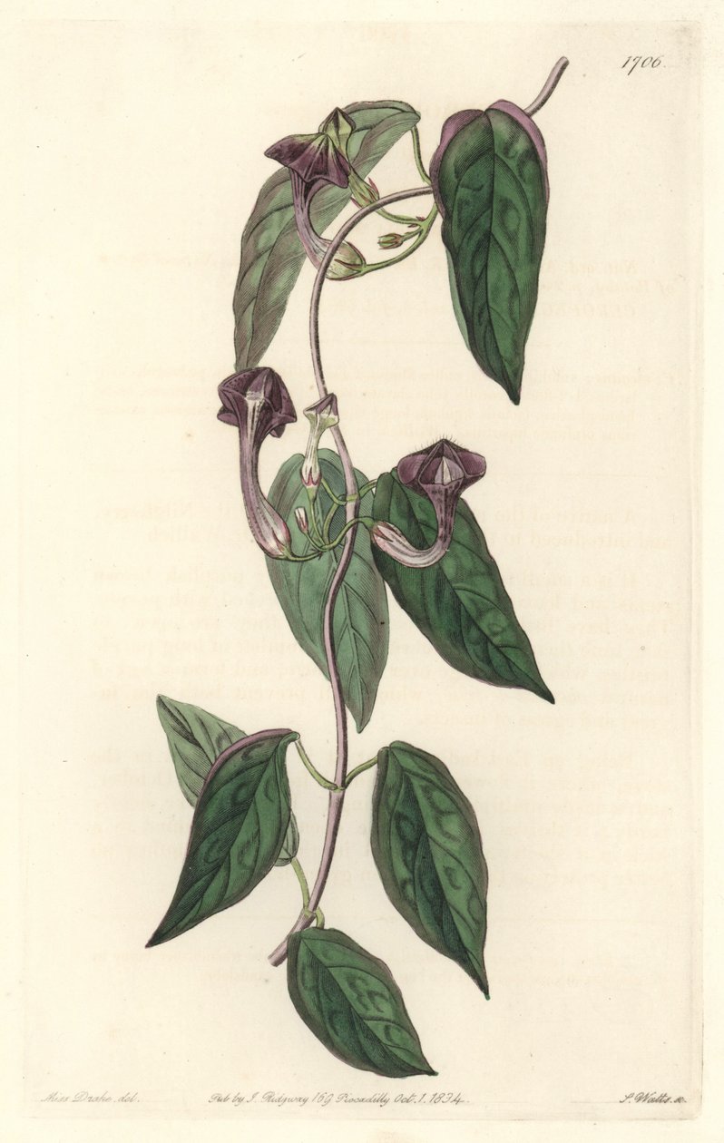 Ceropegia elegante, nativa de India - Agua fuerte de S. Watts de una ilustración de Sarah Anne Drake (1803-1857), del Registro Botánico de Sydenham Teast Edwards