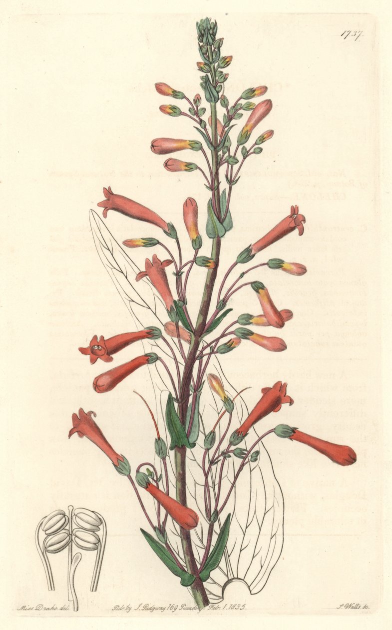 Chelone con hojas de valeriana, nativa de California, del Registro Botánico de Sydenham Teast Edwards