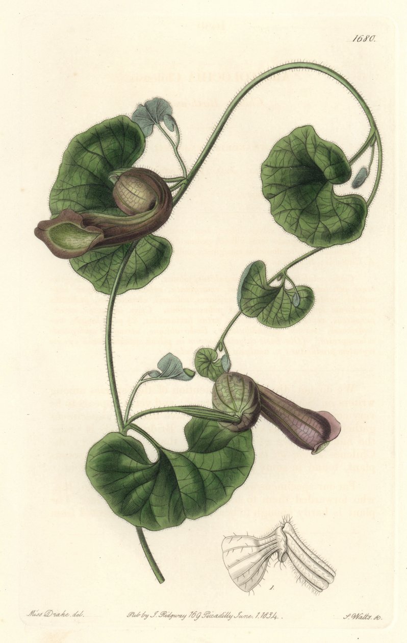 Aristoloche Chilena o Orejas de Zorro - del Registro Botánico de Sydenham Teast Edwards