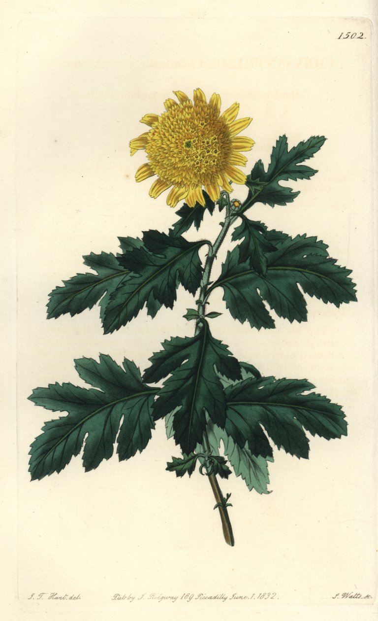 Crisantemo indio amarillo doble, del Botanical Register de Sydenham Edwards de Sydenham Teast Edwards