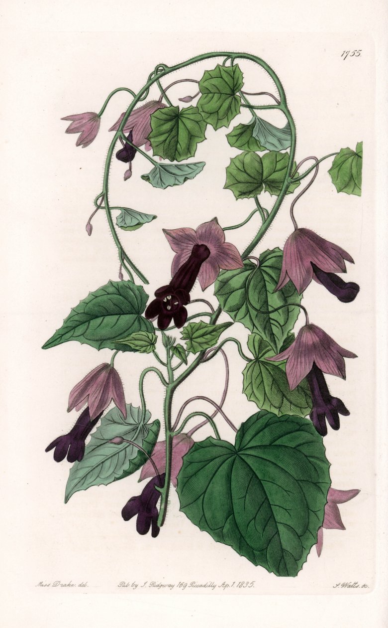 Sombrero chino - Placa grabada por S. Watts, de una ilustración de Sarah Anne Drake (1803-1857), del Botanical Register de Sydenham Edwards (1768-1819), Inglaterra de Sydenham Teast Edwards
