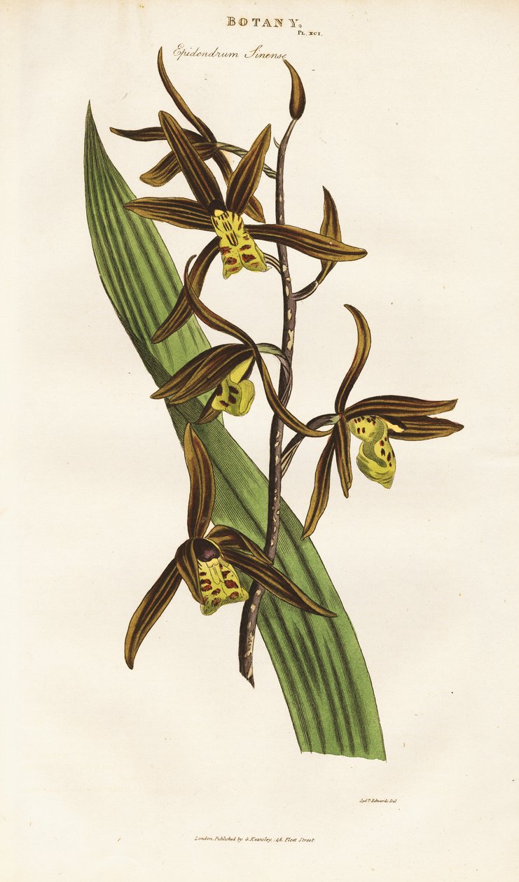 Orquídea china (Epidendrum sinense) de Sydenham Teast Edwards