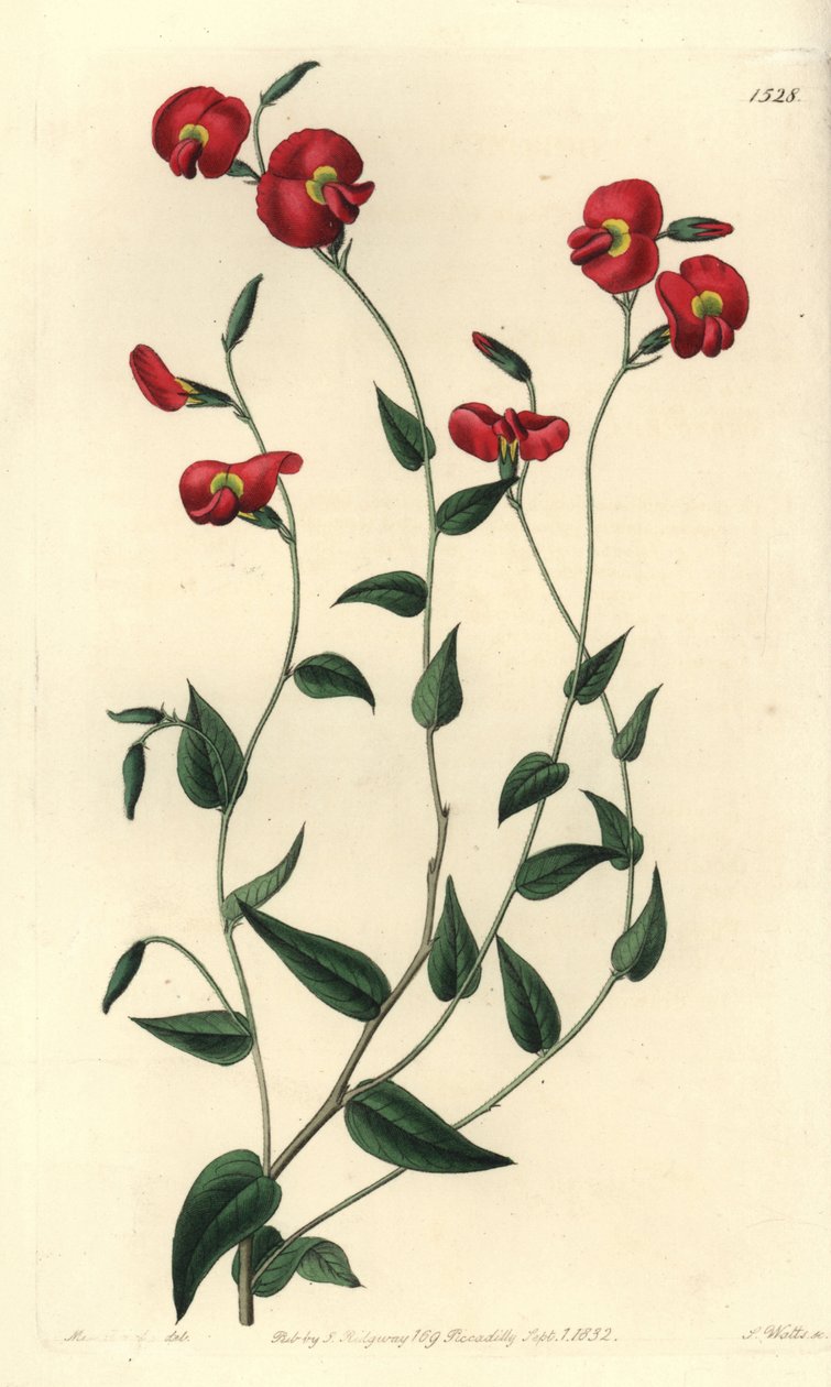 Chorizema ovatum - del Registro Botánico de Sydenham Teast Edwards