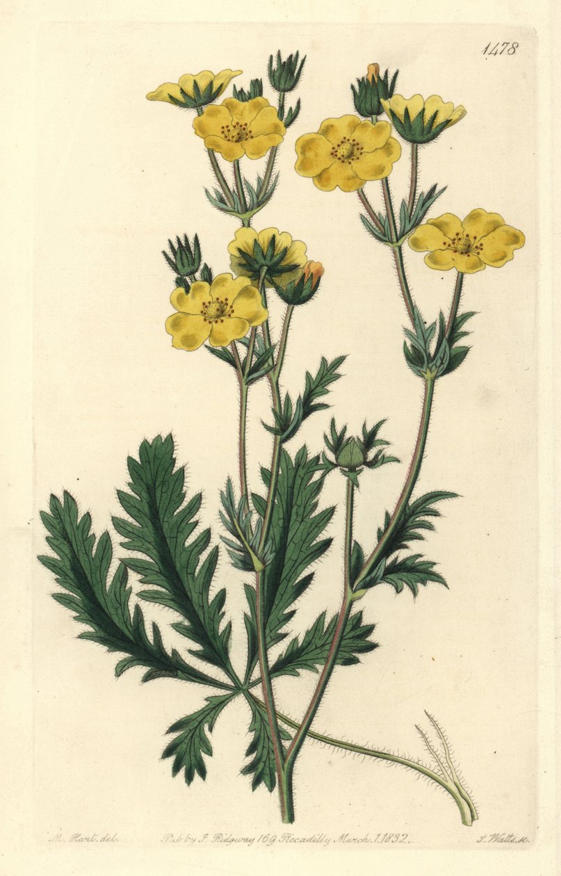 Cinquefoil erguido - Potentilla laciniosa. Grabado en cobre coloreado a mano por S. Watts después de una ilustración de M. Hart del Botanical Register de Sydenham Edwards, Ridgeway, Londres de Sydenham Teast Edwards