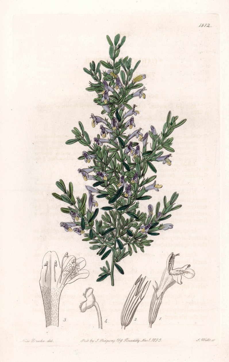 Clinopodium Variete de Sydenham Teast Edwards