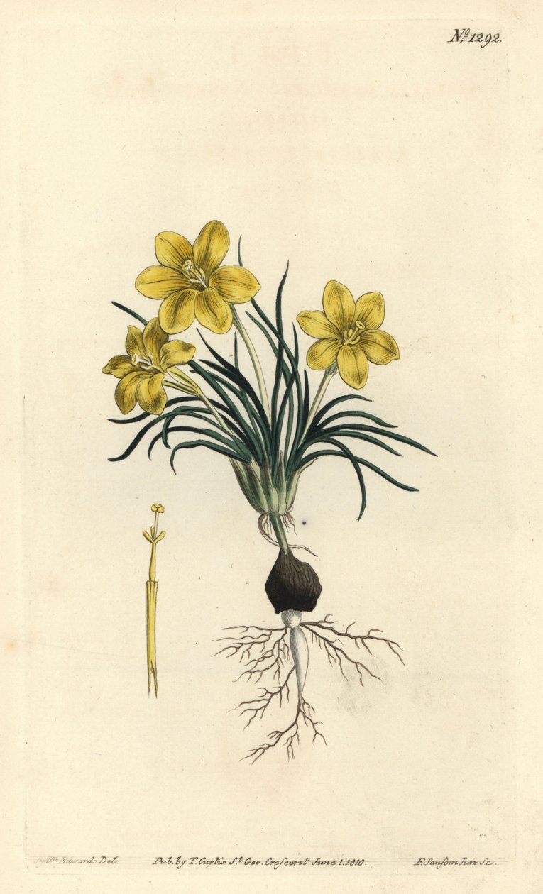 Flor de reloj, del Botanical Magazine de William Curtis de Sydenham Teast Edwards