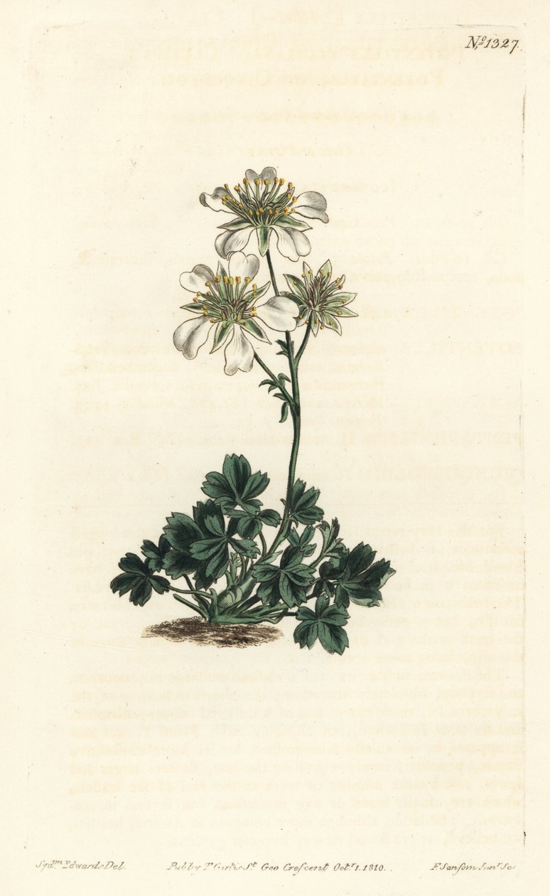 Cincoenrama de Clusius - Potentilla clusiana. Grabado en cobre coloreado por F. Sansom Jr. de una ilustración de Sydenham Edwards del Botanical Magazine de William Curtis, Londres de Sydenham Teast Edwards