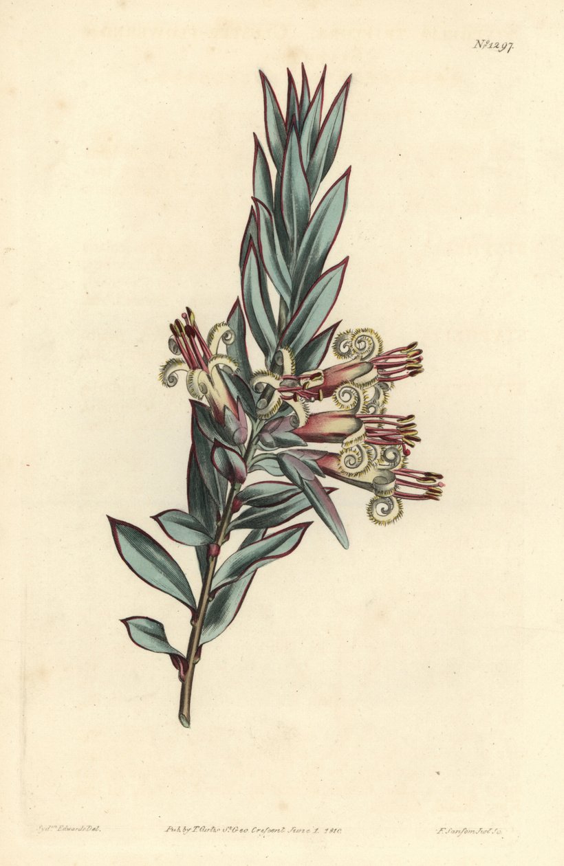 Styphelia de flores en racimo, Styphelia triflora de Sydenham Teast Edwards
