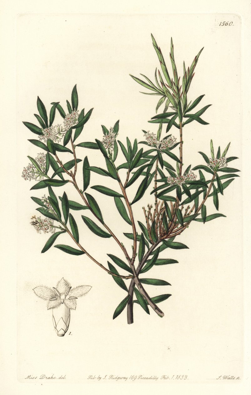 Leucopogon parviflorus, del Botanical Register de Sydenham Edwards de Sydenham Teast Edwards