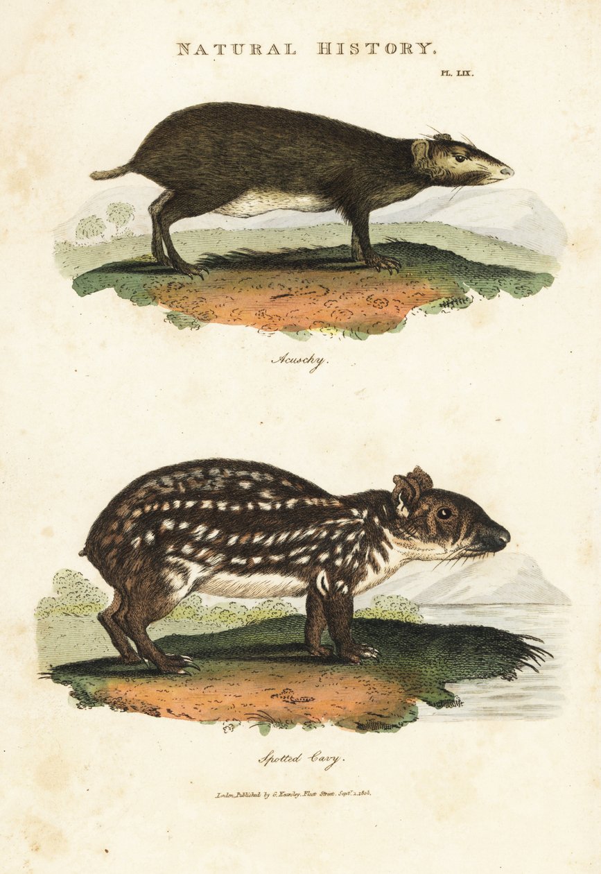 Acouchi común o Acouchi de Buffon y Paca - Myoprocta acouchy y Cuniculus paca. Grabado en cobre coloreado a mano después de Sydenham Edwards de la Pantología de John Mason Good, una Nueva Enciclopedia, G. Kearsley, Londres de Sydenham Teast Edwards