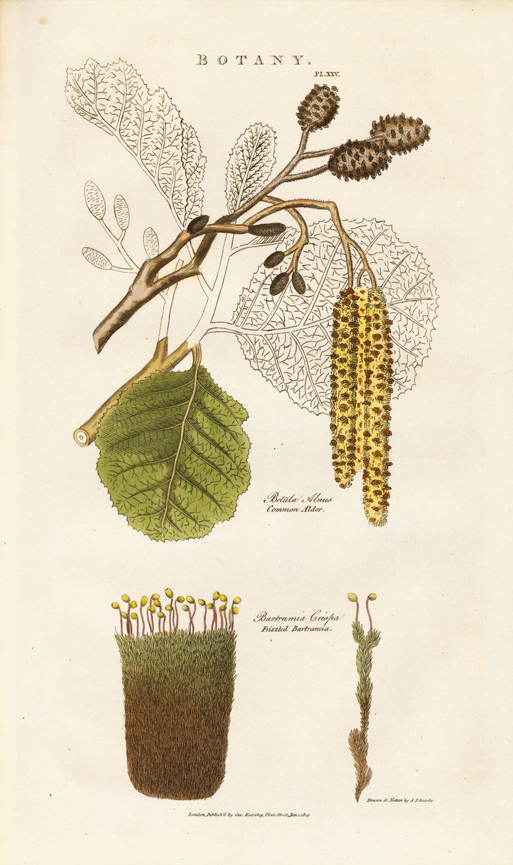 Aliso común y musgo bartramia de Sydenham Teast Edwards
