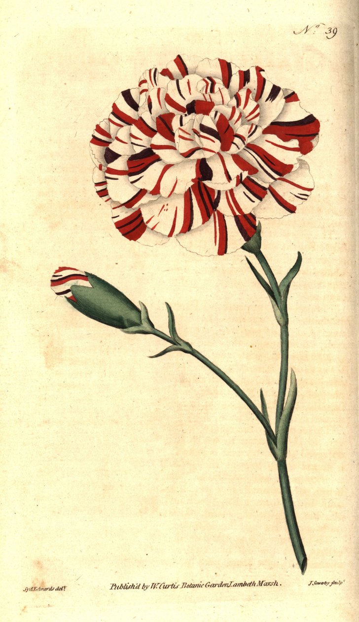 Clavel común, Dianthus caryophyllus de Sydenham Teast Edwards