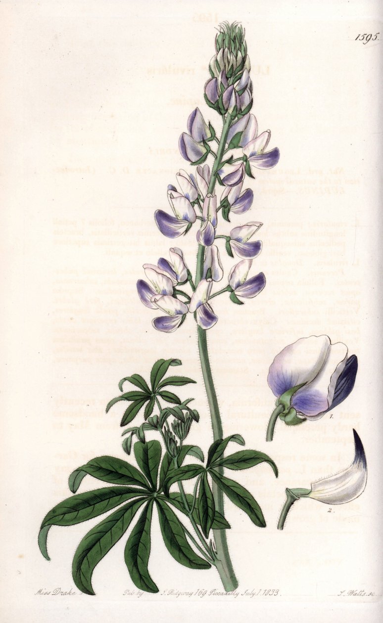 Lupino de ribera común - Placa grabada por S.Watts, de una ilustración de Sarah Anne Drake (1803-1857), del Botanical Register de Sydenham Edwards (1768-1819), Inglaterra de Sydenham Teast Edwards