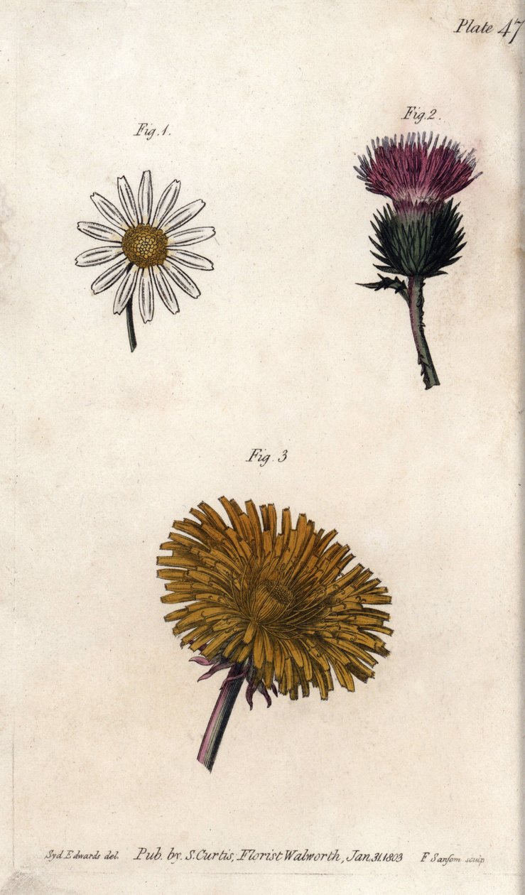 Flores compuestas: prepacket, cardo de burro y diente de león de Sydenham Teast Edwards