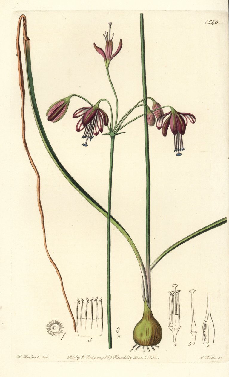Coral de México o gota de coral - Bessera elegans. Grabado en cobre coloreado a mano por S. Watts después de una ilustración de William Herbert del Botanical Register de Sydenham Edwards, Ridgeway, Londres de Sydenham Teast Edwards