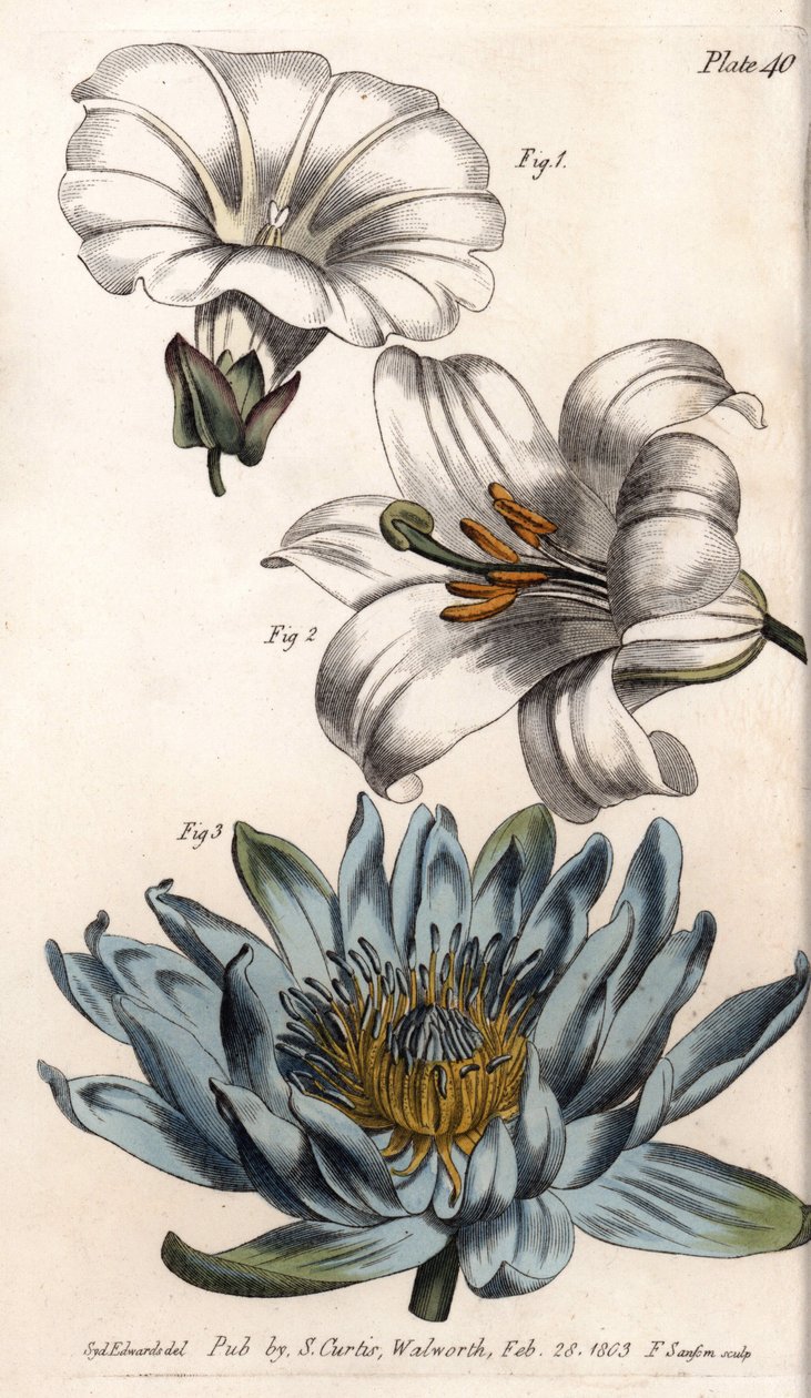 Corola: borde del campo, lirio (hexapétalo) y lirio (polipétalo) de Sydenham Teast Edwards
