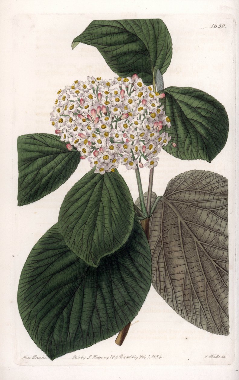 Viorne de algodón - del Registro Botánico de Sydenham Teast Edwards