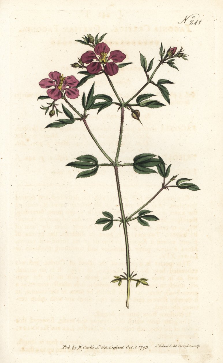 Fagonia de Creta - Fagonia cretica de Sydenham Teast Edwards
