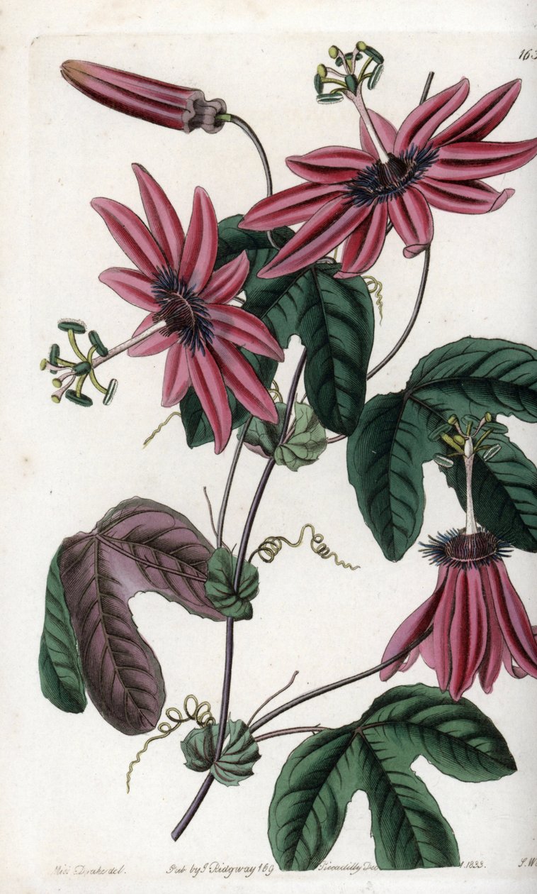 Pasión carmesí - Placa grabada por S.Watts, de una ilustración de Sarah Anne Drake (1803-1857), del Botanical Register de Sydenham Edwards (1768-1819), Inglaterra de Sydenham Teast Edwards