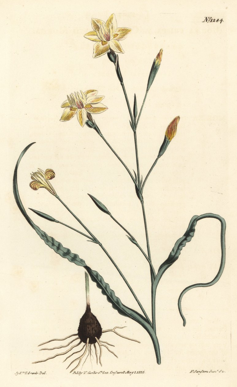 Moraea de hojas rizadas, Moraea crispa. Grabado en cobre a mano coloreado por F. Sansom Jr. después de una ilustración de Sydenham Edwards del Botanical Magazine de William Curtis, Londres de Sydenham Teast Edwards