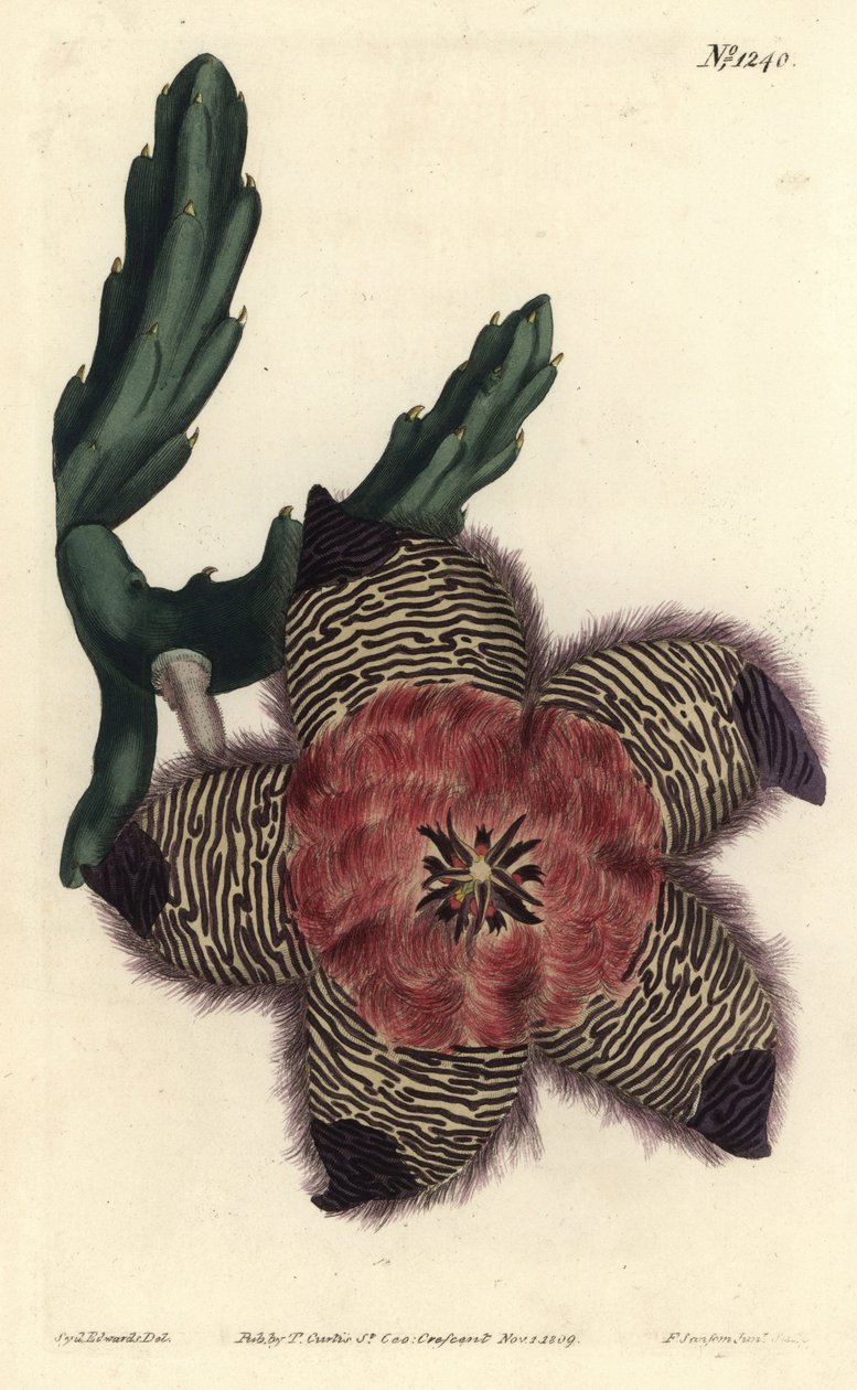 Stapelia pulvinata - Stapelia acolchonada. Grabado en cobre coloreado por F. Sansom Jr. de una ilustración de Sydenham Edwards del Botanical Magazine de William Curtis, Londres de Sydenham Teast Edwards