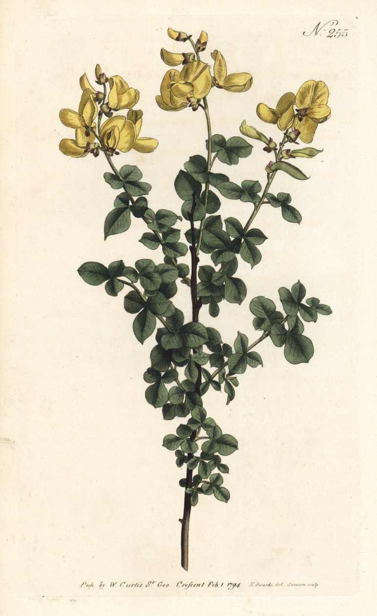 Cytisophyllum sessilifolium (Cytisus común, Cytisus sessilifolius). Grabado en cobre coloreado a mano de Sansom después de una ilustración de Sydenham Edwards del Botanical Magazine de William Curtis, Londres de Sydenham Teast Edwards