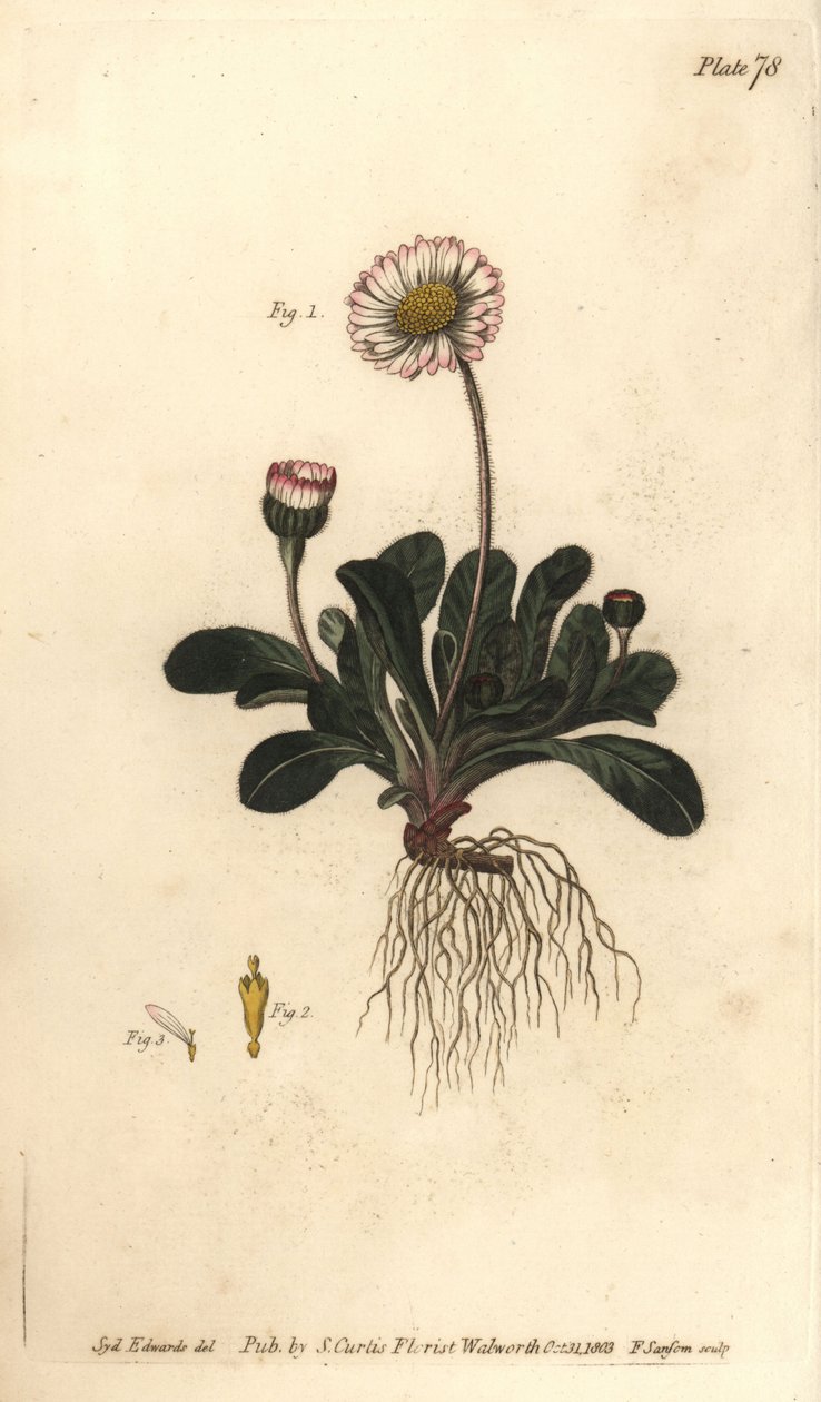 Margarita, Bellis perennis de Sydenham Teast Edwards