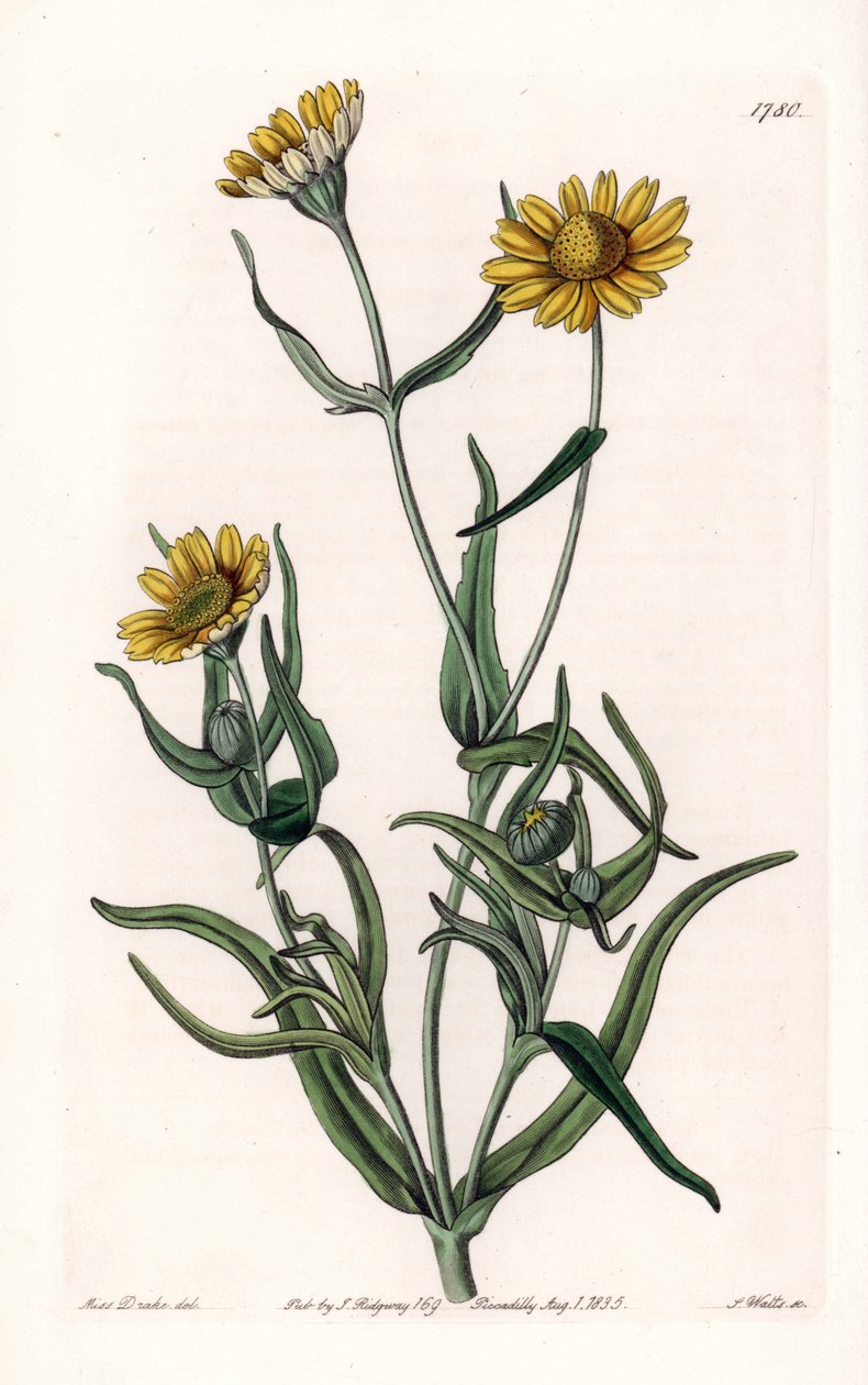 Margarita variedad "oro", endémica de California - Grabado por S. Watts, de una ilustración de Sarah Anne Drake (1803-1857), del Botanical Register de Sydenham Edwards (1768-1819), Inglaterra de Sydenham Teast Edwards