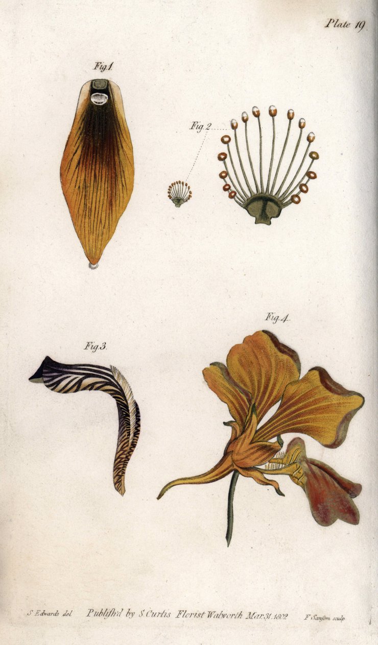 Descripción detallada del tallo y la corona de la fritilaria de Sydenham Teast Edwards