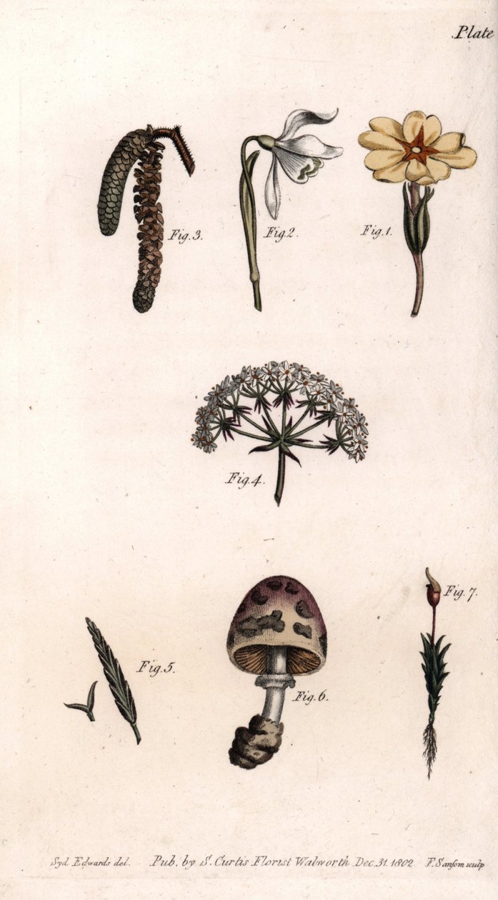 Diferentes cálices: prímula, perforanieves, avellana, cike, hierba, hongo y musgo de Sydenham Teast Edwards