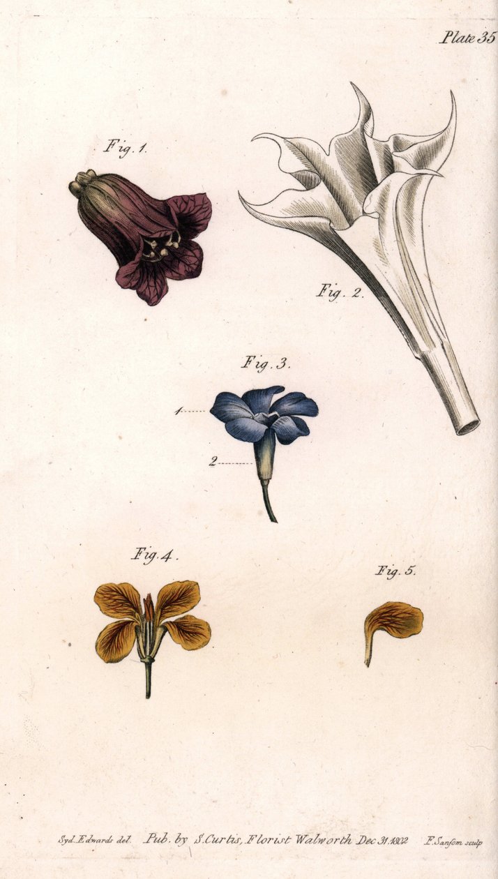 Diferentes corolas: belladona, datura, vincapervinca y giroflée, del Botanical Magazine de William Curtis de Sydenham Teast Edwards