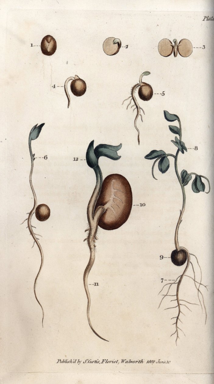 Diferentes etapas de germinación de la semilla de guisante y frijol común. Grabado en cobre coloreado, ilustración de Sydenham Edwards (1768-1819) para las Conferencias de Botánica, Jardín Botánico de Lambeth (Inglaterra) de Sydenham Teast Edwards