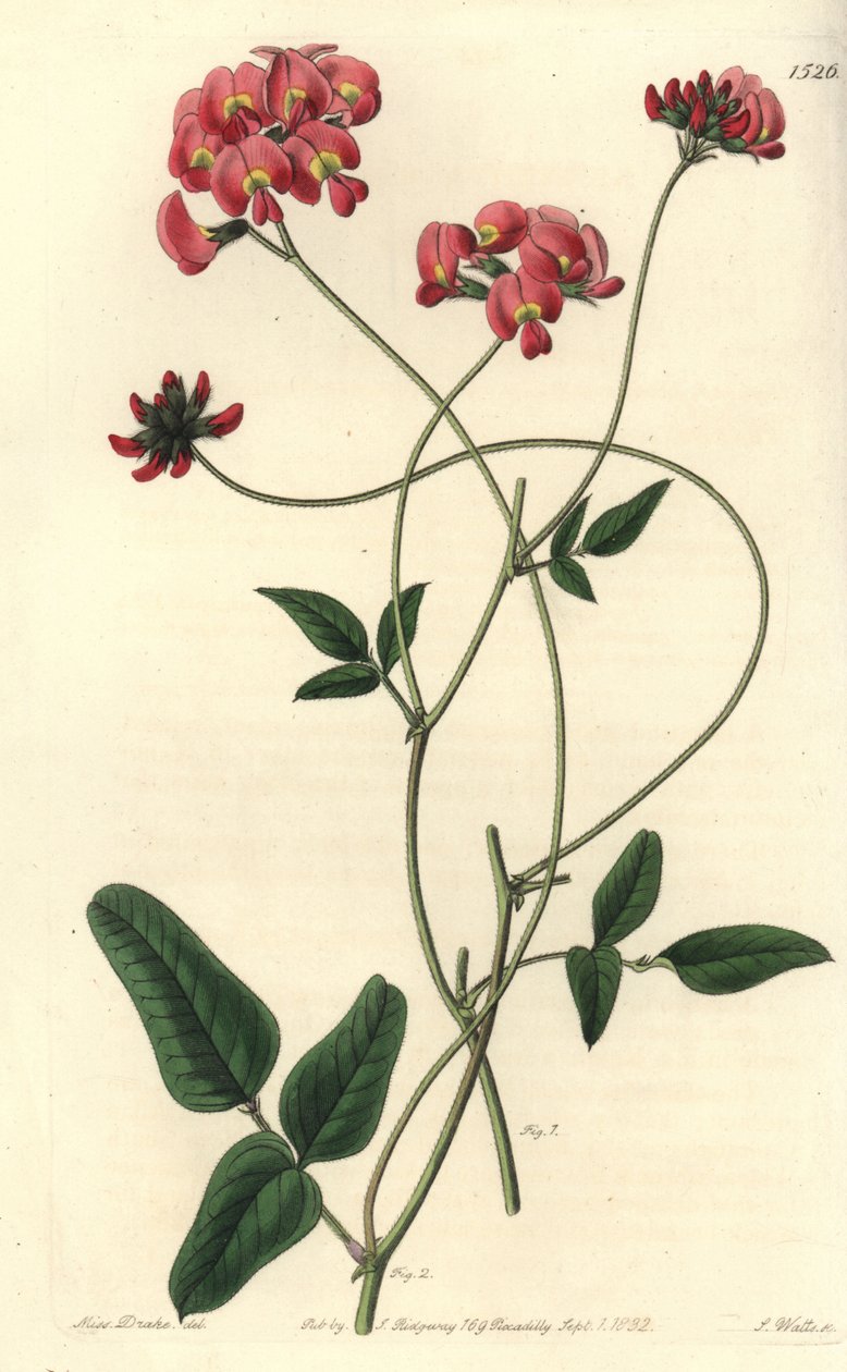 Kennedya dilatada de Sydenham Teast Edwards