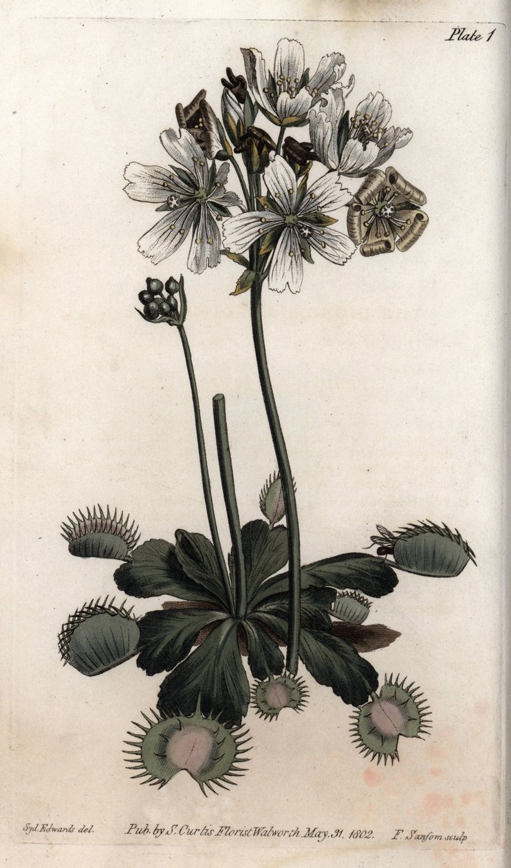 Dionaea atrapamoscas o trampa de lobo. Ilustración coloreada de grabado en cobre por Sydenham Edwards para Conferencias de Botánica, Jardín Botánico de Lambeth (Inglaterra) de Sydenham Teast Edwards