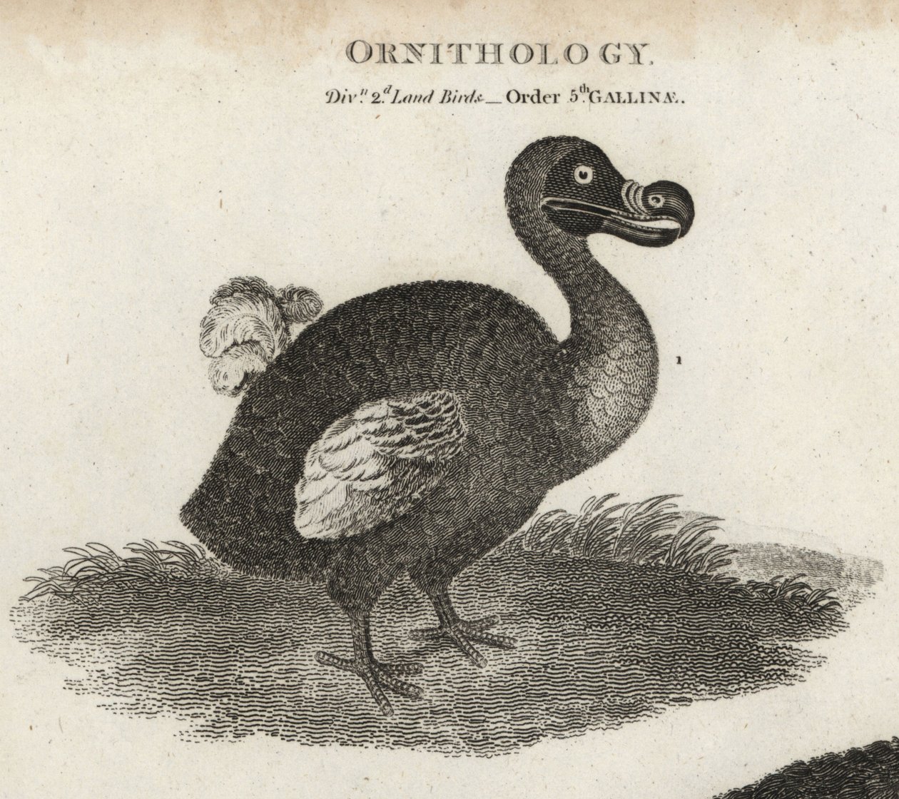 Dodo, Raphus cucullatus, ave extinta no voladora de Sydenham Teast Edwards