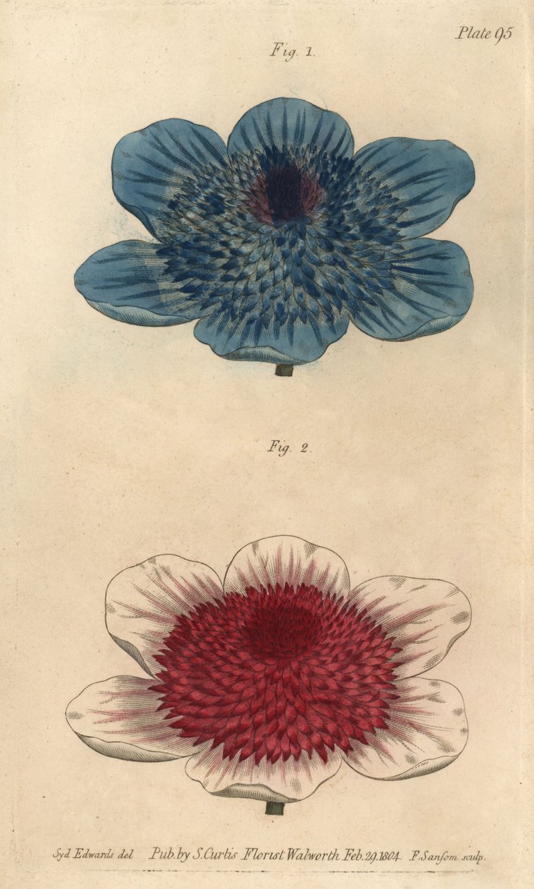 Anémona azul doble y variedades de anémona doble, del Botanical Magazine de William Curtis de Sydenham Teast Edwards