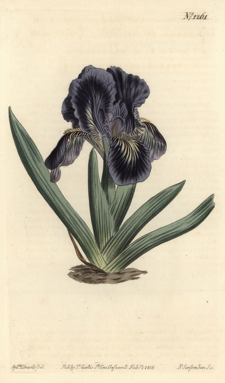 Iris enano - Iris x binata (bandera enana púrpura-azul, Iris pumila var. violacea). Grabado en cobre coloreado a mano de F. Sansom Jr. después de una ilustración de Sydenham Edwards del Botanical Magazine de William Curtis, T. Curtis, Londres de Sydenham Teast Edwards