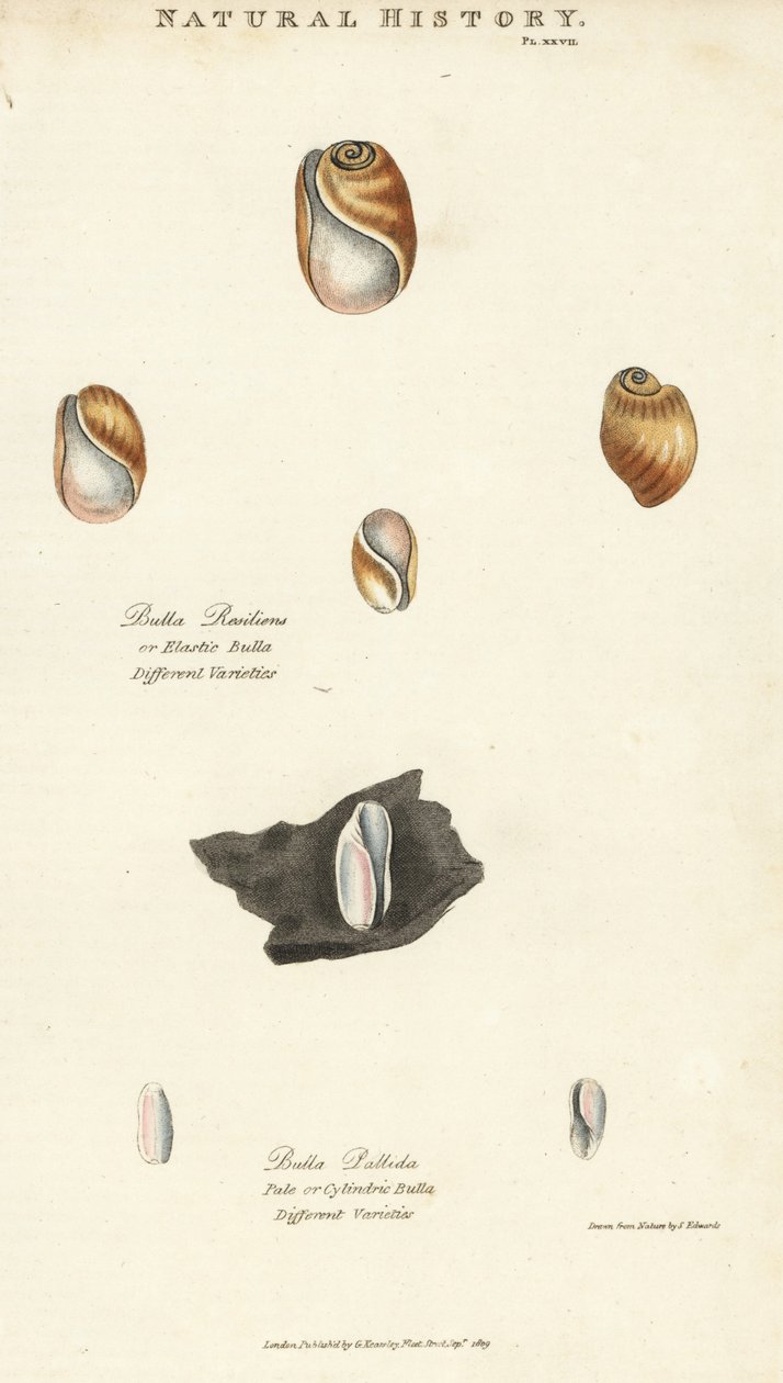 Bulla resiliens y Bulla pallida. Grabado en cobre coloreado a mano después de Sydenham Edwards de la Pantología de John Mason Good, una Nueva Enciclopedia, G. Kearsley, Londres de Sydenham Teast Edwards
