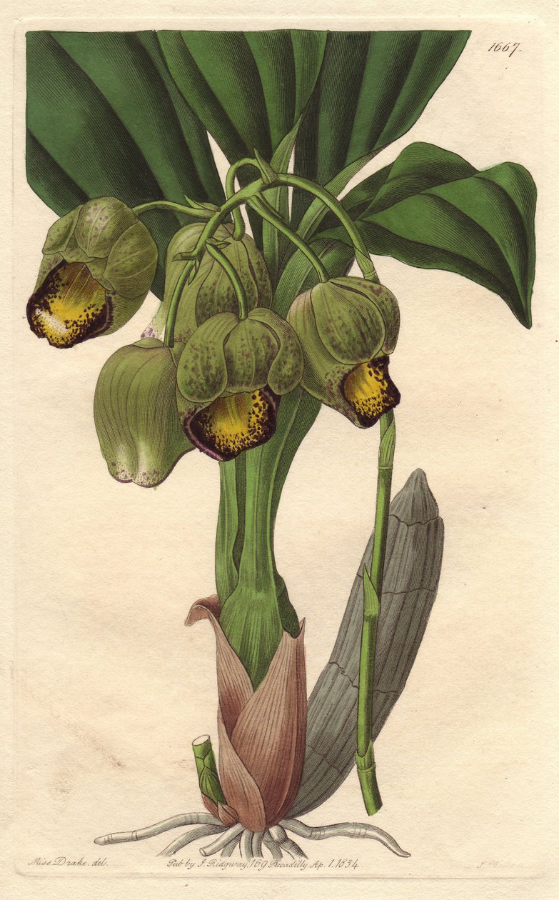 Orquídea epífita, catasetum amarillo pálido, nativa de Brasil - del Registro Botánico de Sydenham Teast Edwards