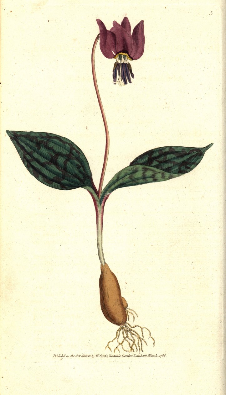Diente de perro eritronio (o Satyrion rojo), del Botanical Magazine de William Curtis de Sydenham Teast Edwards