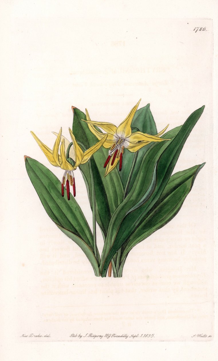 Erythrone de grandes flores, nativa de América del Norte - Placa grabada por S. Watts, de una ilustración de Sarah Anne Drake (1803-1857), del Registro Botánico de Sydenham Edwards (1768-1819), Inglaterra de Sydenham Teast Edwards
